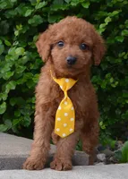 Mini Gordon, a male Miniature Goldendoodle for sale in Celina, OH – 2 of 10