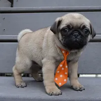 Porter, a male Pug for sale in Celina, OH – 3 of 10