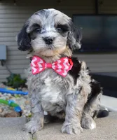 Mini Bailey, a female Miniature Bernedoodle for sale in Celina, OH – Photo 3 of 10