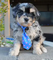Mini Bernie, a male Miniature Bernedoodle for sale in Celina, OH – Photo 7 of 10