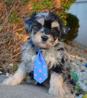 Mini Bernie, a male Miniature Bernedoodle for sale in Celina, OH – Photo 1 of 10