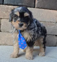 Mini Bernie, a male Miniature Bernedoodle for sale in Celina, OH – Photo 4 of 10