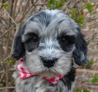 Mini Bailey, a female Miniature Bernedoodle for sale in Celina, OH – Photo 9 of 10