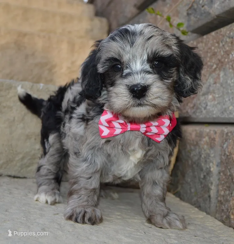 Mini Bailey – Miniature Bernedoodle puppy for sale in Celina, OH