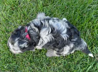 Mini Bailey, a female Miniature Bernedoodle for sale in Celina, OH – Photo 10 of 10