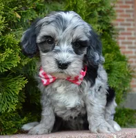 Mini Bailey, a female Miniature Bernedoodle for sale in Celina, OH – Photo 5 of 10