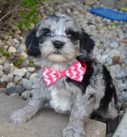 Mini Bailey, a female Miniature Bernedoodle for sale in Celina, OH – Photo 2 of 10