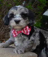 Mini Bailey, a female Miniature Bernedoodle for sale in Celina, OH – Photo 6 of 10