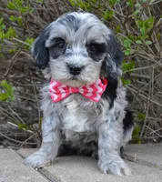 Mini Bailey, a female Miniature Bernedoodle for sale in Celina, OH – Photo 7 of 10