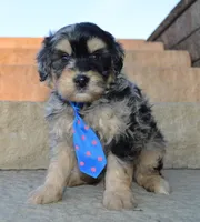 Mini Bernie, a male Miniature Bernedoodle for sale in Celina, OH – Photo 8 of 10