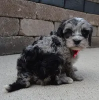 Mini Bailey, a female Miniature Bernedoodle for sale in Celina, OH – Photo 4 of 10