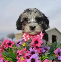 Mini Bailey, a female Miniature Bernedoodle for sale in Celina, OH – Photo 8 of 10