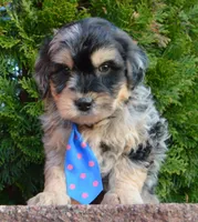 Mini Bernie, a male Miniature Bernedoodle for sale in Celina, OH – Photo 5 of 10