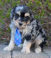 Mini Bernie, a male Miniature Bernedoodle for sale in Celina, OH – Photo 3 of 10