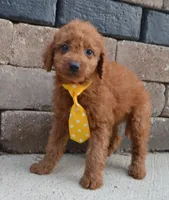 Mini Gordon, a male Miniature Goldendoodle for sale in Celina, OH – 4 of 10