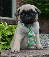 Paxton, a male Pug for sale in Celina, OH – 7 of 10
