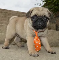 Porter, a male Pug for sale in Celina, OH – 2 of 10