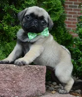 Pearl, a female Pug for sale in Celina, OH – 8 of 10