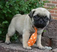 Porter, a male Pug for sale in Celina, OH – 5 of 10