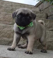 Pearl, a female Pug for sale in Celina, OH – 2 of 10