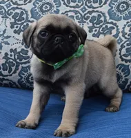 Pearl, a female Pug for sale in Celina, OH – 3 of 10