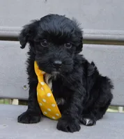 Mini Baxter, a male Miniature Bernedoodle for sale in Celina, OH – Photo 4 of 10