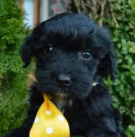 Mini Baxter, a male Miniature Bernedoodle for sale in Celina, OH – Photo 9 of 10