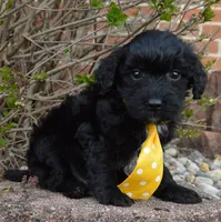 Mini Baxter, a male Miniature Bernedoodle for sale in Celina, OH – Photo 6 of 10