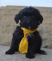 Mini Baxter, a male Miniature Bernedoodle for sale in Celina, OH – Photo 3 of 10