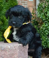 Mini Baxter, a male Miniature Bernedoodle for sale in Celina, OH – Photo 8 of 10