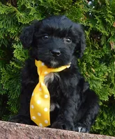 Mini Baxter, a male Miniature Bernedoodle for sale in Celina, OH – Photo 7 of 10