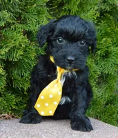 Mini Baxter, a male Miniature Bernedoodle for sale in Celina, OH – Photo 10 of 10