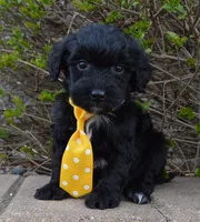 Mini Baxter, a male Miniature Bernedoodle for sale in Celina, OH – Photo 1 of 10