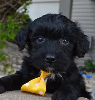 Mini Baxter, a male Miniature Bernedoodle for sale in Celina, OH – Photo 2 of 10