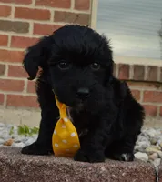 Mini Baxter, a male Miniature Bernedoodle for sale in Celina, OH – Photo 5 of 10