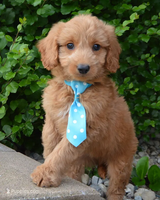 Mini Gus, a male Miniature Goldendoodle for sale in Celina, OH – 1 of 10