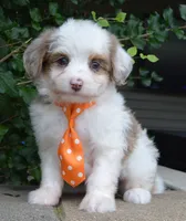 Mini Ace, a male Miniature Aussiedoodle for sale in Celina, OH – 4 of 10