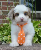 Mini Ace, a male Miniature Aussiedoodle for sale in Celina, OH – 7 of 10