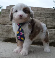 Mini Auggie, a male Miniature Aussiedoodle for sale in Celina, OH – 2 of 10