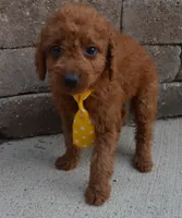 Mini Gordon, a male Miniature Goldendoodle for sale in Celina, OH – 9 of 10
