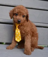 Mini Gordon, a male Miniature Goldendoodle for sale in Celina, OH – 3 of 10