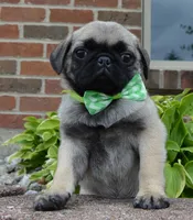 Pearl, a female Pug for sale in Celina, OH – 7 of 10