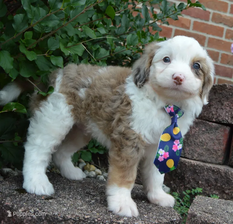 Mini Auggie – Miniature Aussiedoodle puppy for sale in Celina, OH