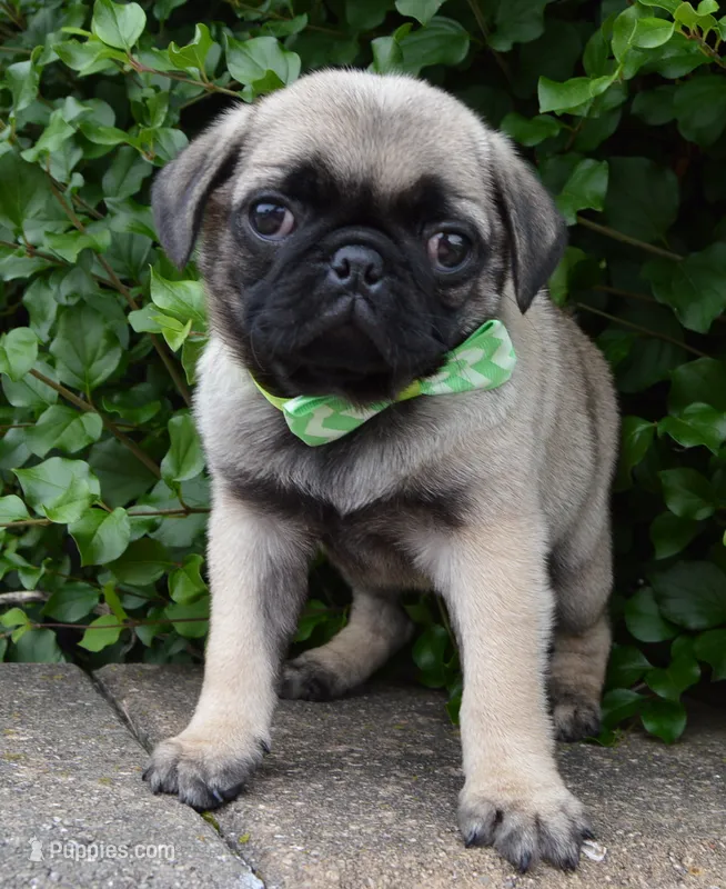 Pearl – Pug puppy for sale in Celina, OH
