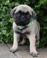 Pearl, a female Pug for sale in Celina, OH – 1 of 10