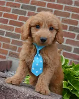 Mini Gus, a male Miniature Goldendoodle for sale in Celina, OH – 3 of 10