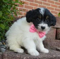 Mini Brynn, a female Miniature Bernedoodle for sale in Celina, OH – Photo 6 of 10