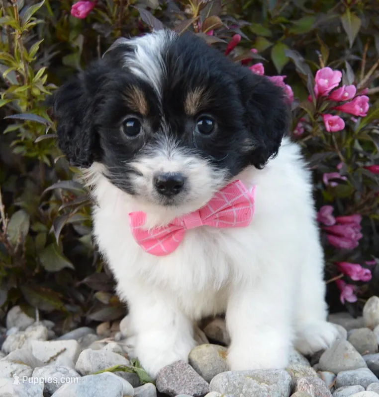 Mini Brynn, a female Miniature Bernedoodle for sale in Celina, OH – Photo 1 of 10