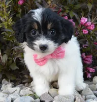 Mini Brynn, a female Miniature Bernedoodle for sale in Celina, OH – Photo 1 of 10