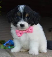 Mini Brynn, a female Miniature Bernedoodle for sale in Celina, OH – Photo 8 of 10
